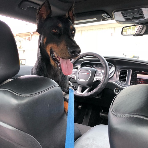 Meet your Posher, Camelia - Picture 2 of 3